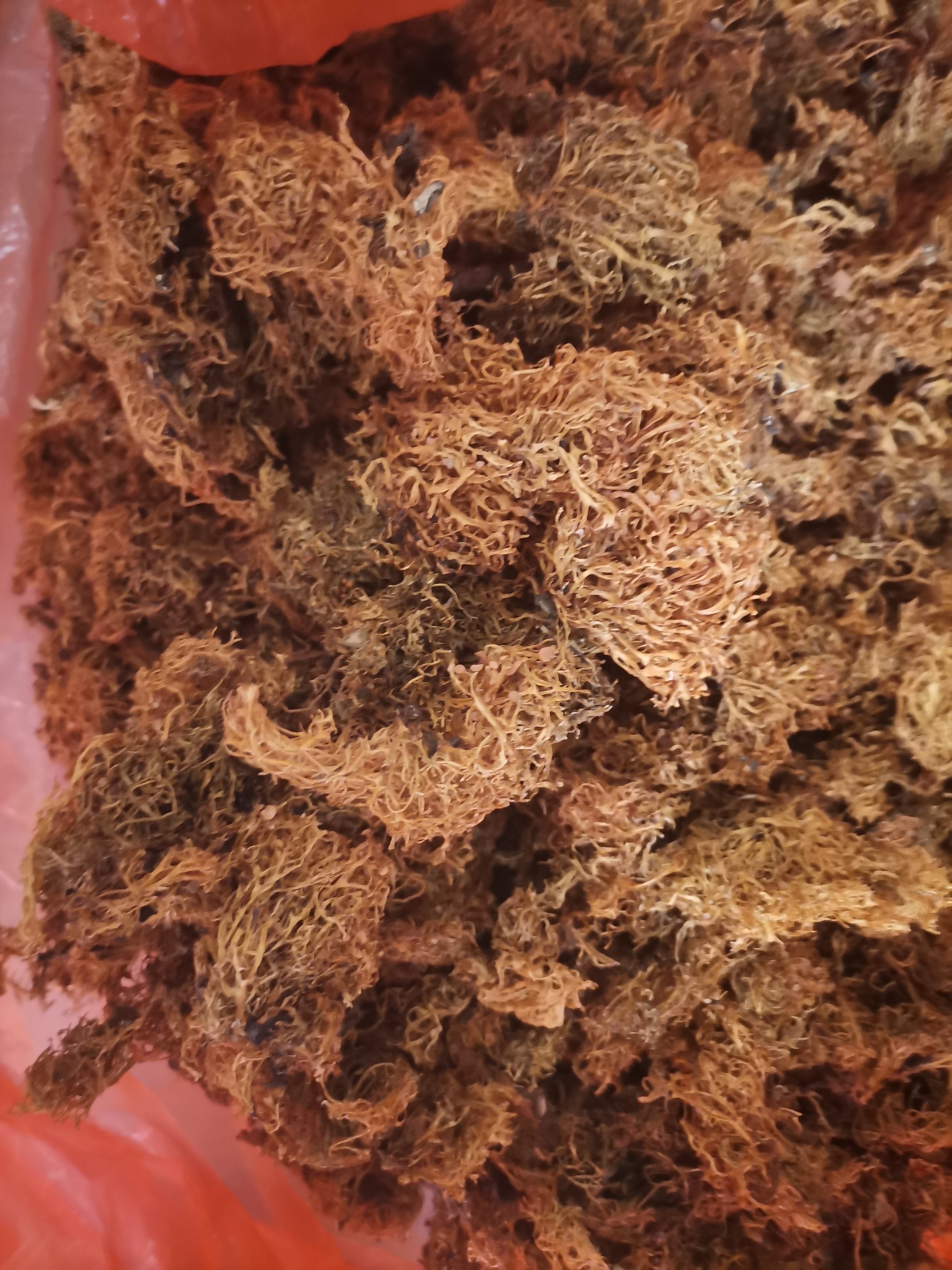 原生态树花菜云南特产树胡子特色凉拌菜树毛衣菜红树毛菜