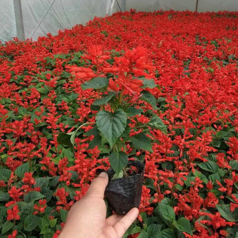 园艺盆栽地栽花卉鸡冠花苗孔雀草花苗一串红小花草小万寿菊小菊|