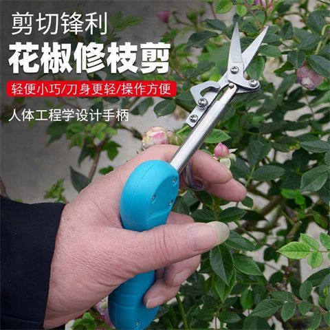修枝剪花椒枸杞采摘神器尖头采果剪新款专用工具葡萄枝剪叶采果剪