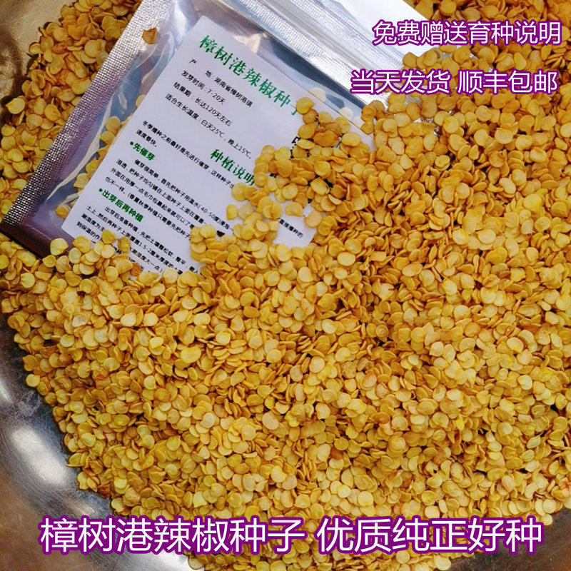 艾兴农业 2022年新种 樟树港辣椒种子 樟树港辣椒 产地育种现货