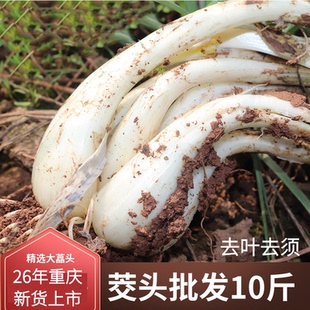 新鲜茭头教头荞头现挖藠头尾巴葱小葱头农家自种去叶去须