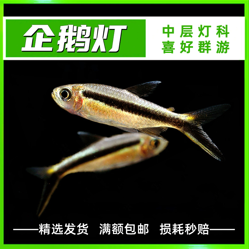热带鱼观赏鱼灯科鱼小型鱼活体  拐棍鱼 企鹅灯 草缸群游鱼