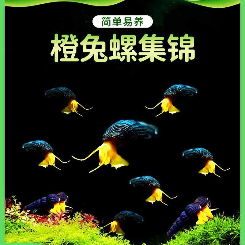 印尼苏拉威西螺苏螺橙兔螺观赏螺活体宠物螺活体水族草缸除藻除苔