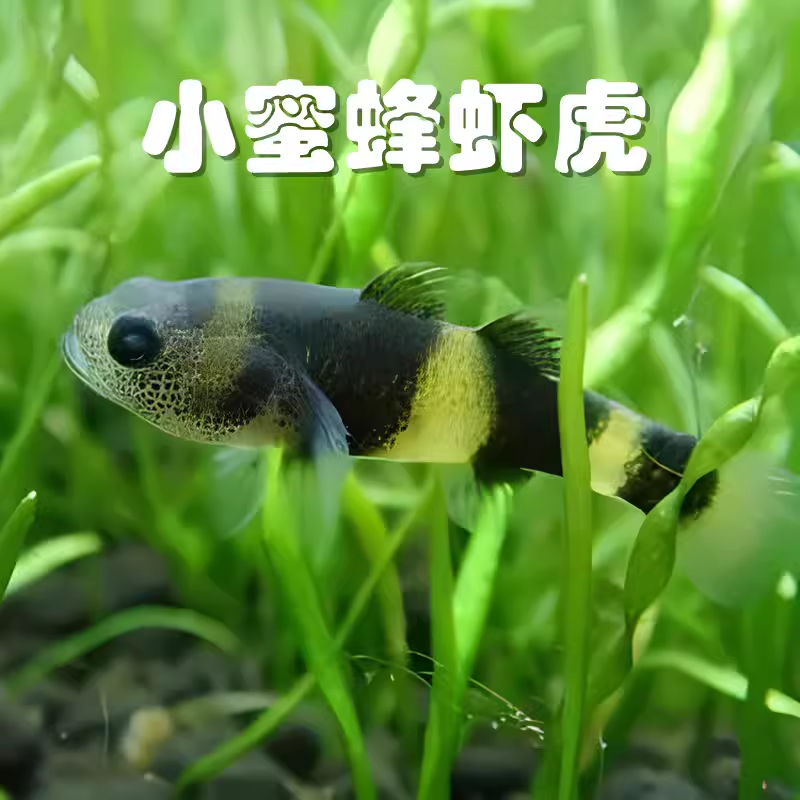 小蜜蜂虾虎鱼泰国进口小型迷你吻虾虎除藻吃青苔观赏热带鱼活体鱼