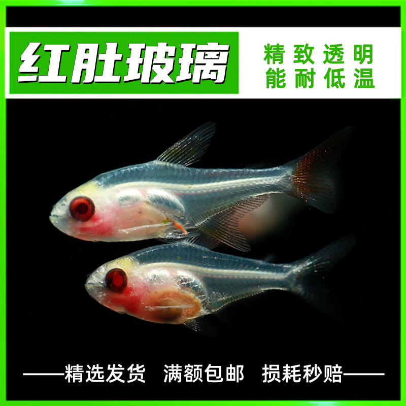 易饲养南美红肚玻璃鱼活体小型热带鱼观赏鱼宠物透明灯鱼群游鱼