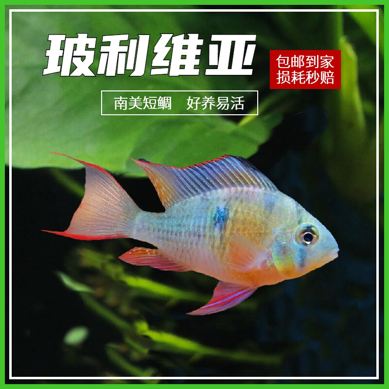 玻利维亚凤凰 热带鱼观赏鱼慈鲷淡水鱼小型鱼南美原生鱼草缸短鲷
