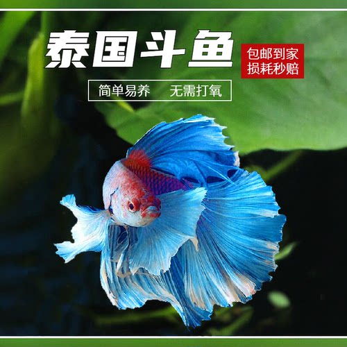 泰国半月母活体宠物包邮斗鱼