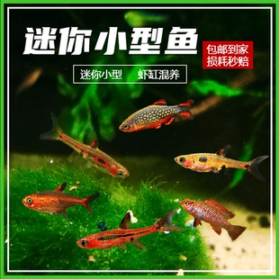 圆点火焰小丑鱼火炽金钻火焰变色龙鱼绿晶灯露比灯阿玛帕三色灯鱼