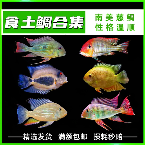美食鲷鱼集合钻石菠萝三湖