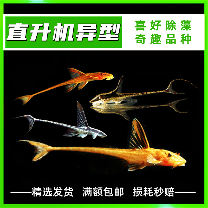 异型皇冠黑魔神枝状巴洛克红蜻蜓直升机底栖鱼草缸除藻清洁鱼活体