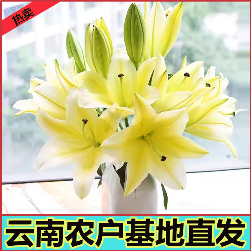 云南昆明香水百合基地现采直发真花鲜花水养插花家用办公同城速运