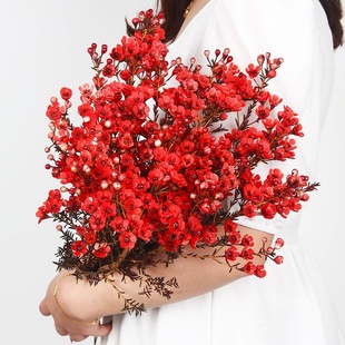 超长花期40天Ａ级澳洲腊梅鲜花云南昆明基地直发家用插花水养鲜切