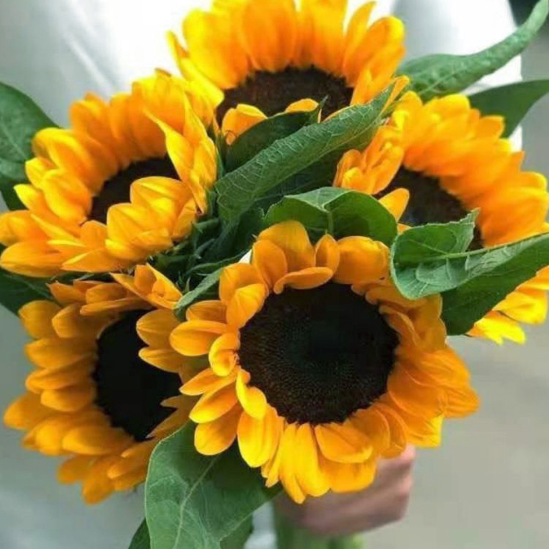 向日葵鲜花云南基地直发多头玫瑰小雏菊康乃馨洋桔梗真花批发送人