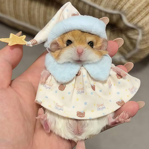 仓鼠衣服趣味造型小宠服饰用品