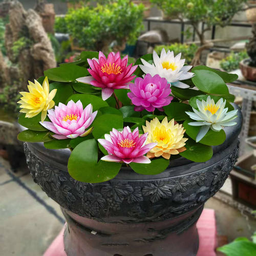 耐寒大睡莲带花苞水培植物