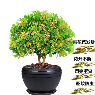 四季开花米兰花盆栽浓香型花卉独杆老桩耐热室内阳台庭院绿植原土