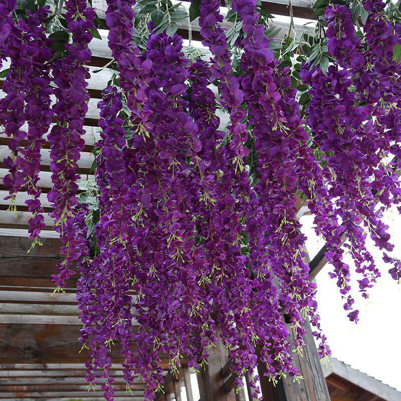 紫藤花苗爬藤植物紫藤萝树苗阳台盆栽庭院攀援耐寒花卉四季开花