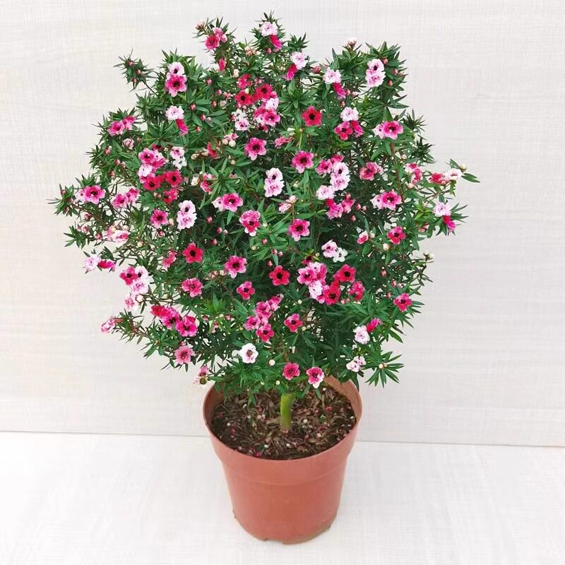松红梅带花苞三色梅澳洲雪花梅室内花卉盆栽一树多色阳台四季观花图片