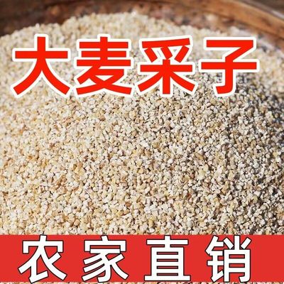今年农家盐城插花大麦采子去皮粗粮大麦糁子小麦粒食用煮粥大麦碎