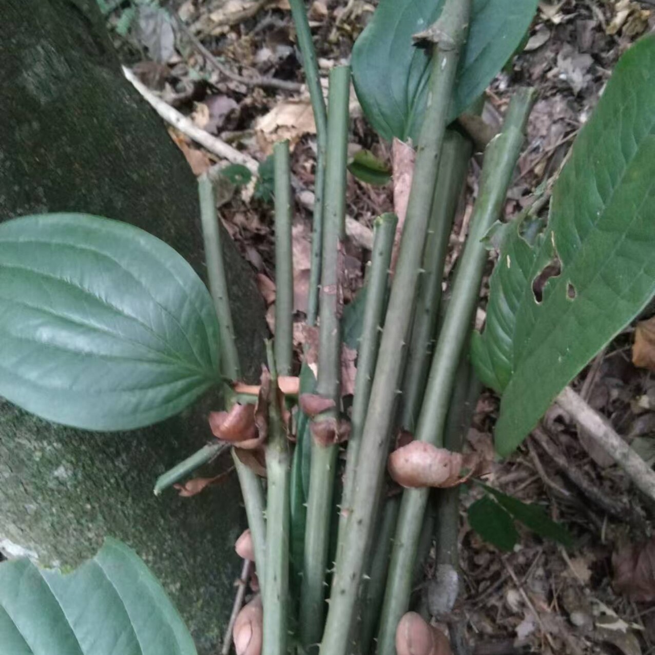云南深山金刚藤原藤手镯原材料金刚茶壶把手现采茎部鲜新
