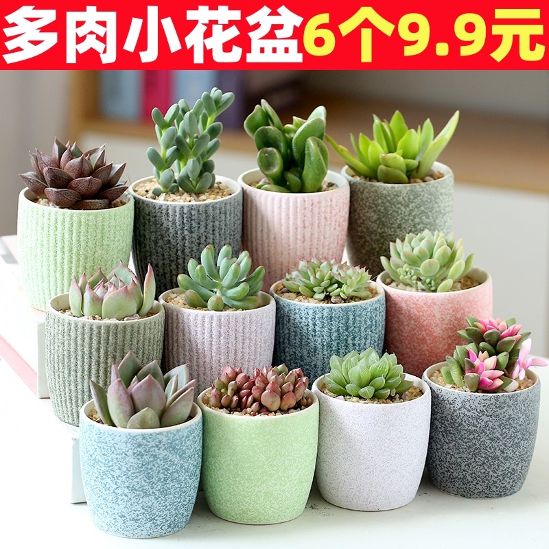 卡通多肉花盆陶瓷清仓简约特价可爱多肉套装组合创意粗陶动物花盆,鲜花速递/花卉仿真/绿植园艺,花盆,淘宝优惠券,粉丝福利购,淘宝优惠卷