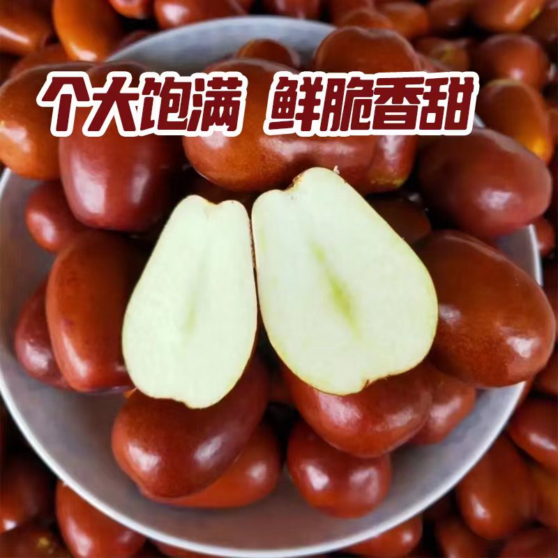 特产山西壶瓶枣肌小萌脆枣
