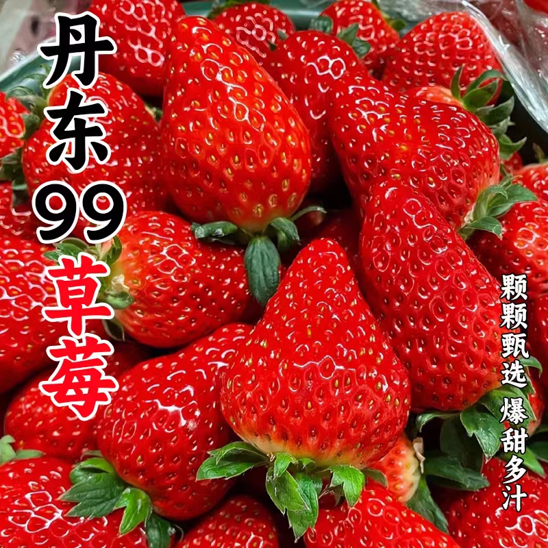 正宗丹东九九草莓东港红颜草莓