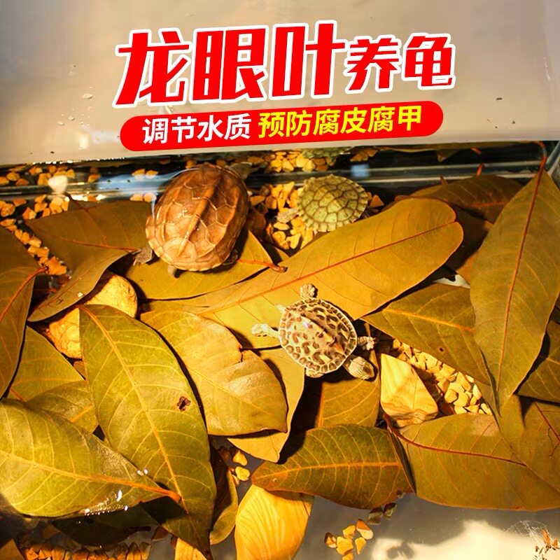 乌龟专用龙眼叶养龟预防腐皮烂甲调节水质免煮养龟鱼缸造景大叶子