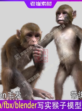 maya影视猴子动画模型 骨骼绑定带控制器 xgen毛发 动物动画素材