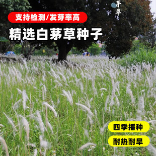白茅草种子坟头山坡绿化针茅白毛草长镰草响铃草根种籽四季播易活