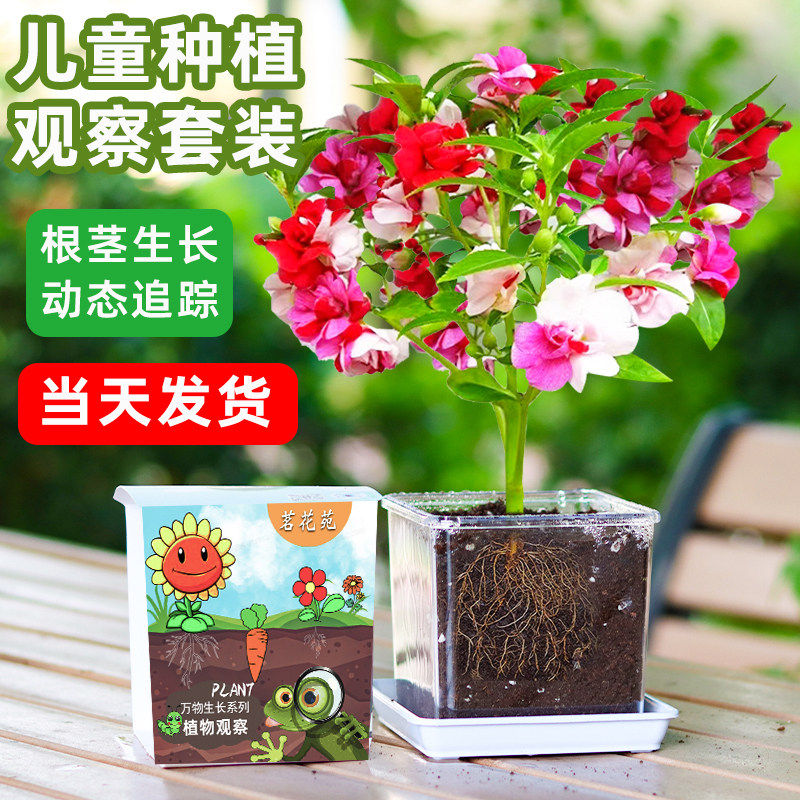 凤仙花种籽子儿童种植小盆栽水培番茄向日葵种孑草莓蔬菜观察植物