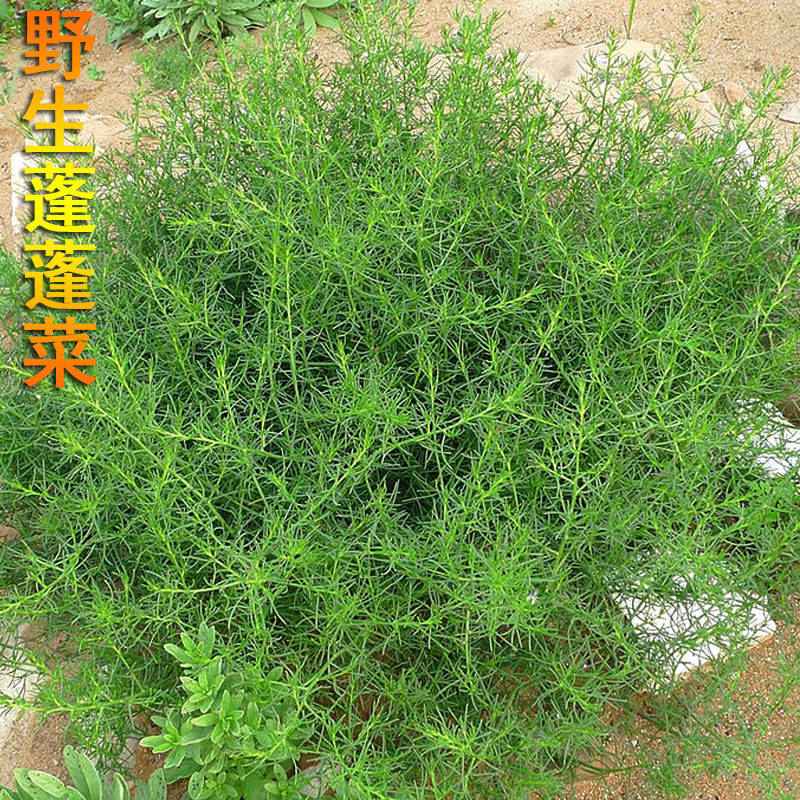 蓬菜种子猪毛野大全沙棵