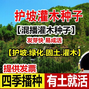 混播灌木种子紫穗槐种子猪屎豆花草种子草坪种子草籽护坡复绿固土