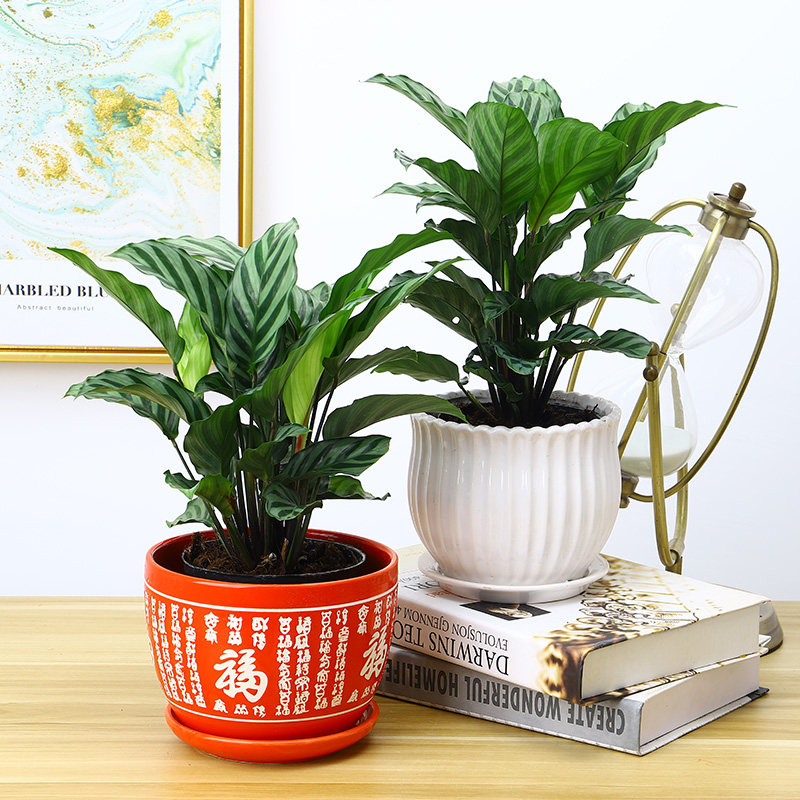 翠叶竹芋小盆栽花卉办公室内净化空气吸甲醛水培桌面植物喜阴绿植