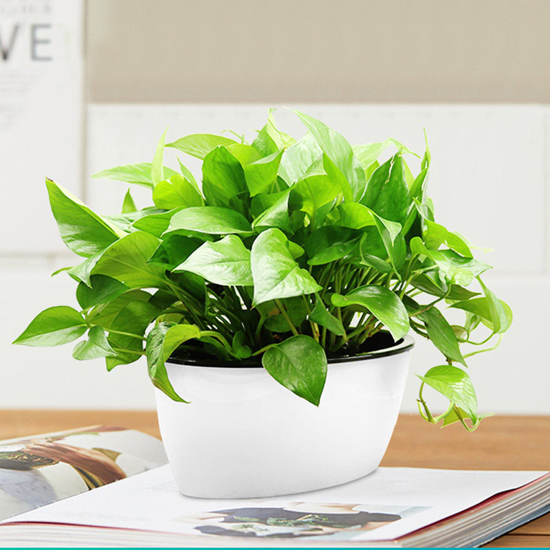 水培绿萝植物绿箩室内花卉绿色植物办公室懒人盆栽水养绿植黄金葛