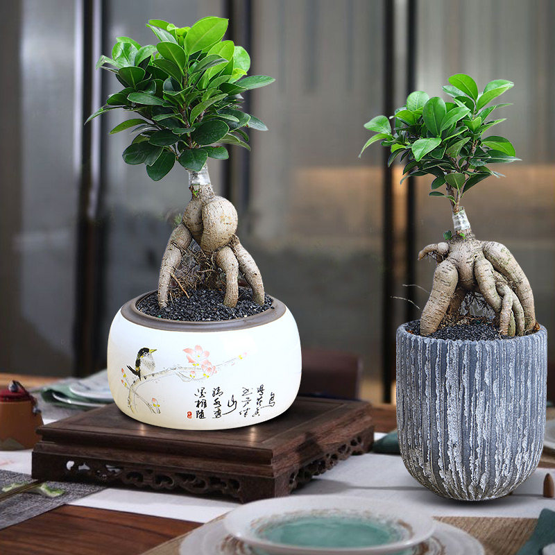 榕树盆景 人参榕耐寒室内阳台植物好养花卉老桩小叶榕树盆栽绿植