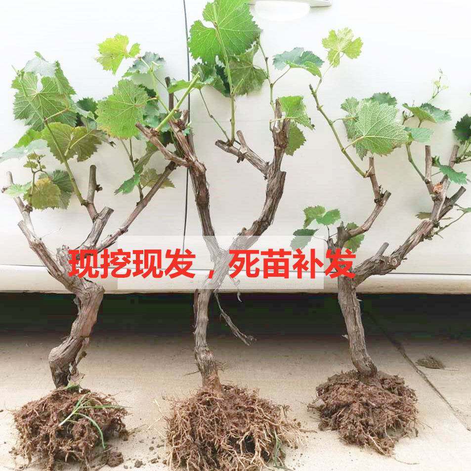 巨峰葡萄苗大蓝宝石葡萄树苖果树果苗南北方种植爬藤盆栽当年结果,鲜花速递/花卉仿真/绿植园艺,绣球/木绣球/木本植物,淘宝优惠券,粉丝福利购,淘宝优惠卷