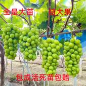 葡萄树苖阳光玫瑰蓝宝石巨峰葡萄苗萄葡爬藤树苗北方南方盆栽种植