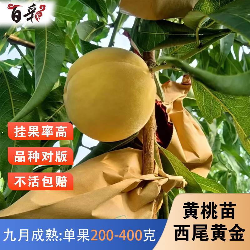 新品种西尾黄金黄桃树苗脆甜特大晚熟地栽南北方种植嫁接桃树盆栽