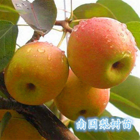 南国梨树苗东北特产红南国梨果树高产易活品种南国梨苗