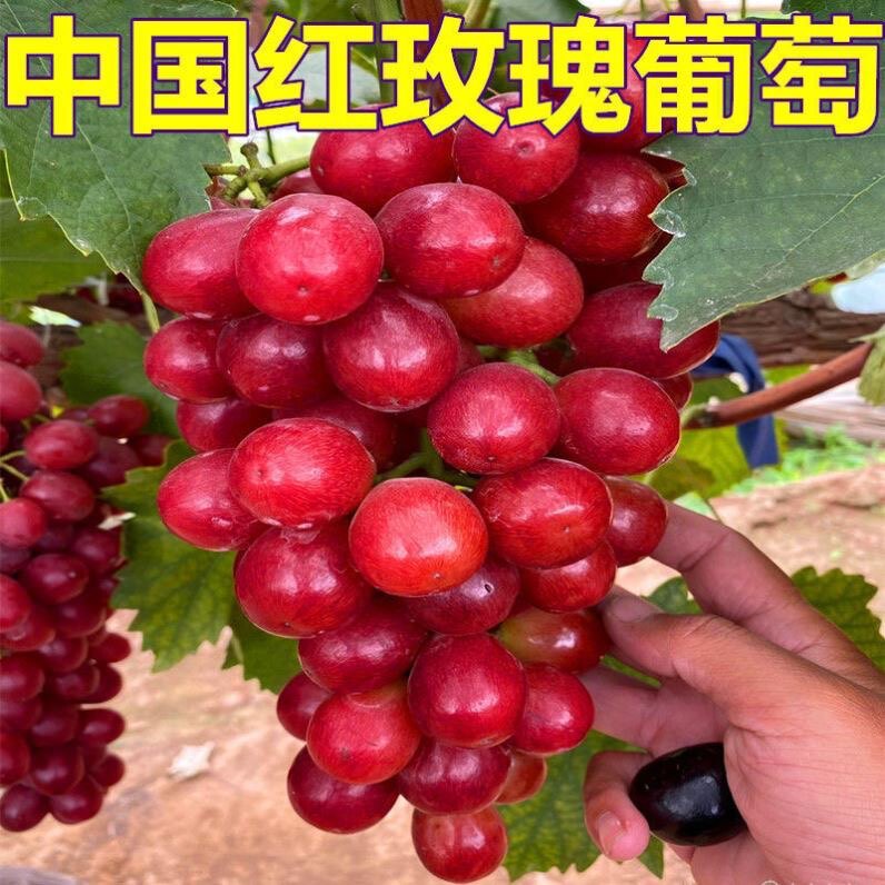 红玫瑰葡萄树苗特大爬藤葡萄苗盆栽南北方种植当年结果果树苗