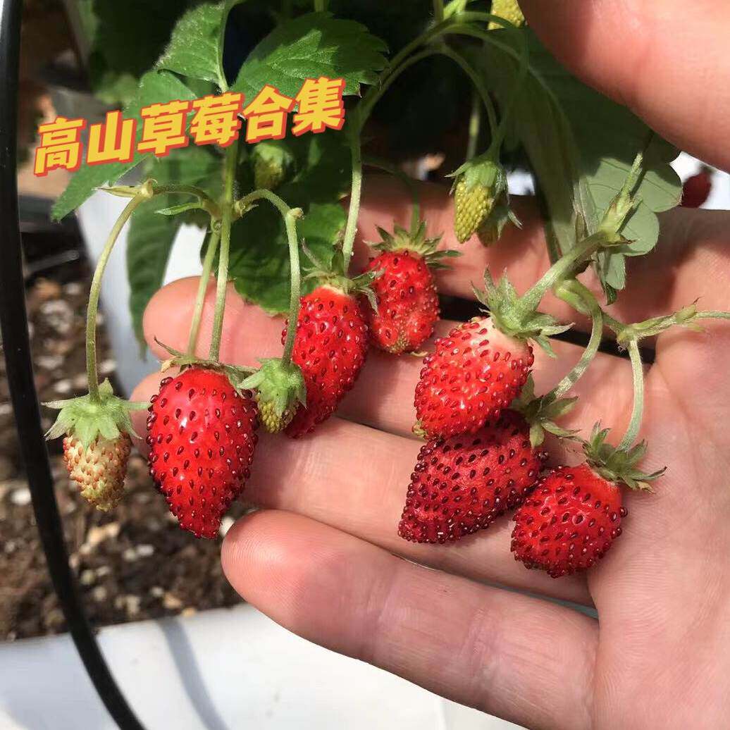 高山草莓苗盆栽苗秧子山谷女王红奇迹阳台四季结果可食用原土原盆