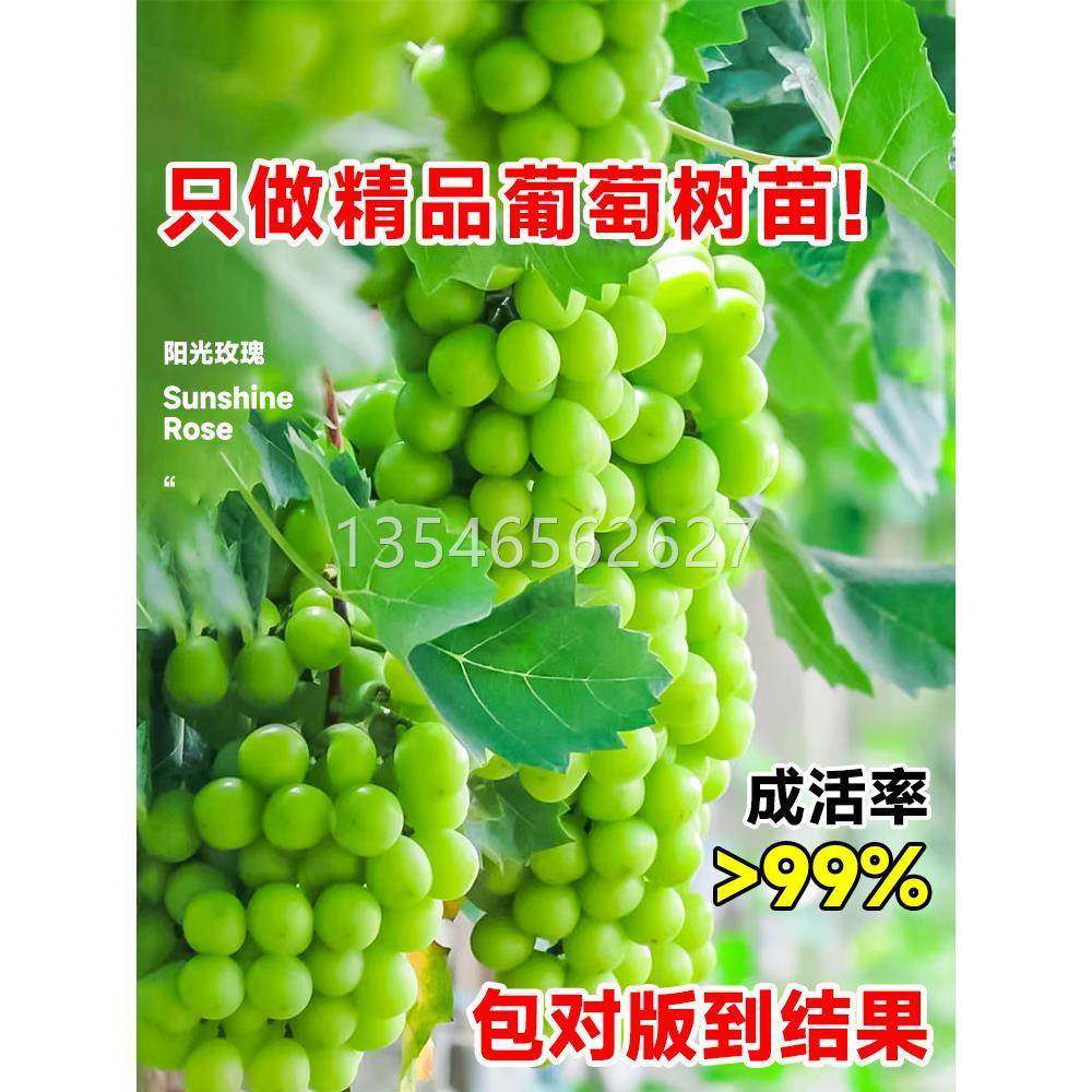葡萄树苖阳光玫瑰巨峰金手指蓝宝石爬藤南方北方种植耐寒大葡萄苗,鲜花速递/花卉仿真/绿植园艺,月季/蔷薇/玫瑰,淘宝优惠券,粉丝福利购,淘宝优惠卷