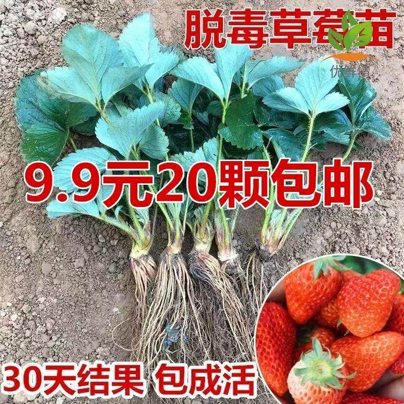 新疆包邮德国四季草莓苗盆栽带土奶油草莓秧苗食用南北方庭院阳台