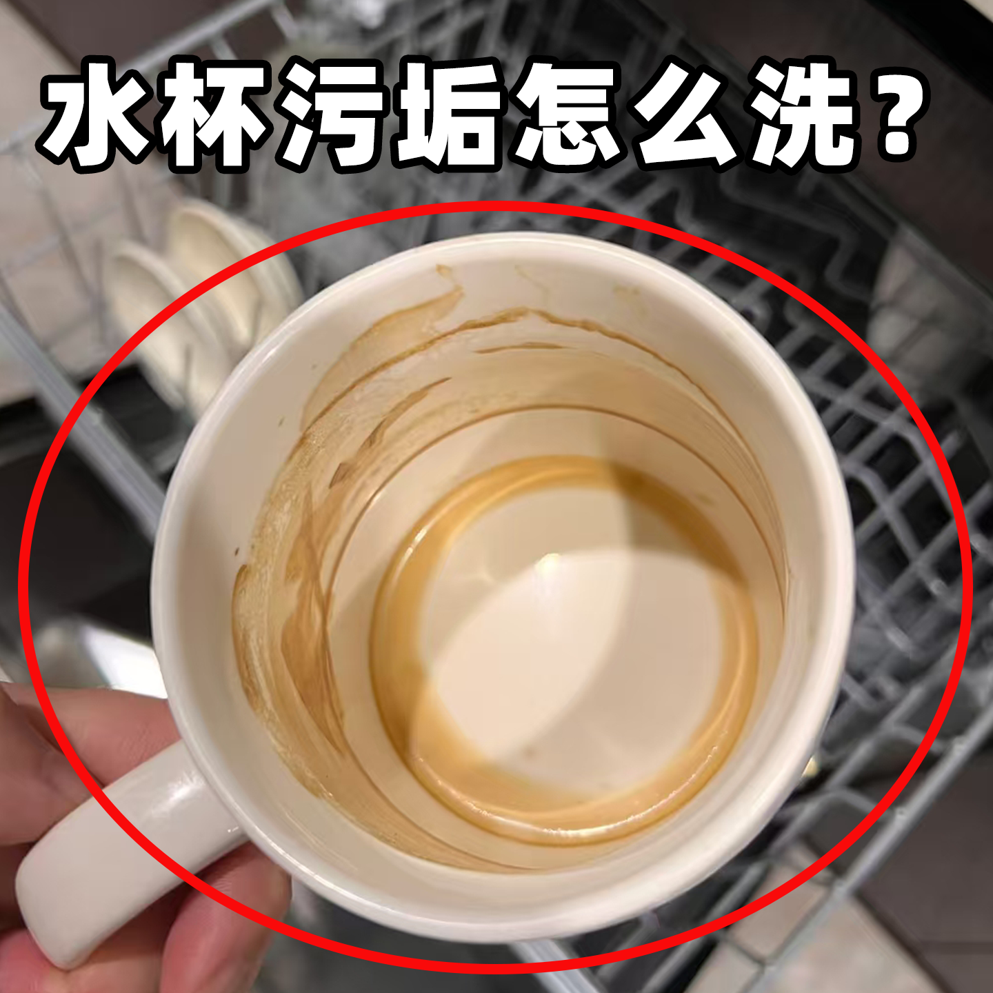 杯刷水杯清洗神器多功能五合一保温杯盖刷清洁海绵刷微波炉清洁器