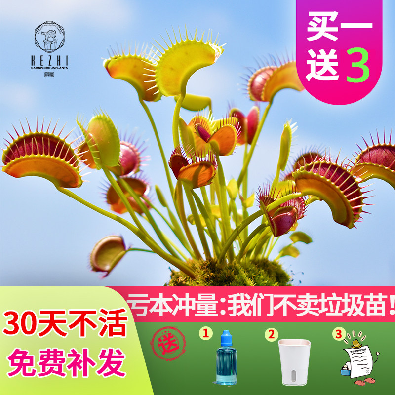 捕蝇草盆栽驱蚊植物好养办公室