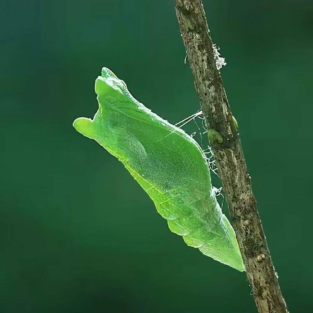 爆款真蝴蝶蛹柑橘凤蝶幼虫蛹饲养观察蝴蝶活的可孵化蝴蝶蛹宠物笼