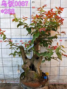 甲醛乌饭树办公室绿花卉观赏桩客厅室内桌面植盆栽盆景吸苗木.