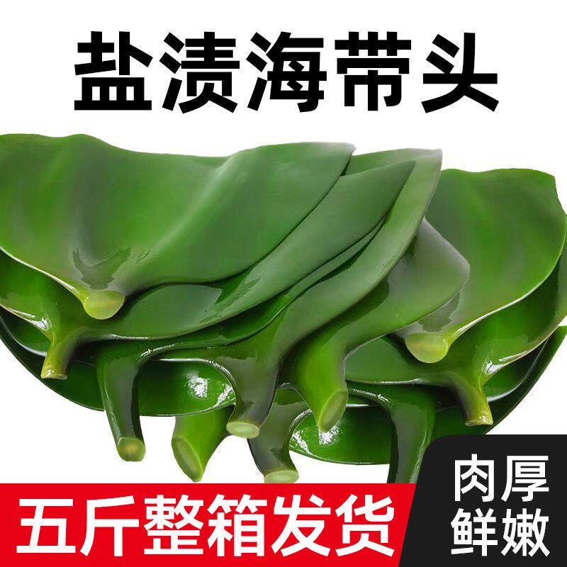 【厂家一手发货】高品质海带大头大连盐渍特厚海带商用火锅
