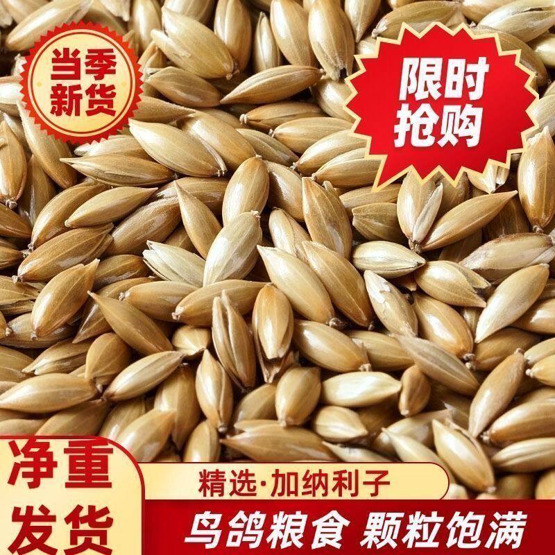 白尖加纳利子长粒鸟粮鹦鹉白尖 特色米/面粉/杂粮